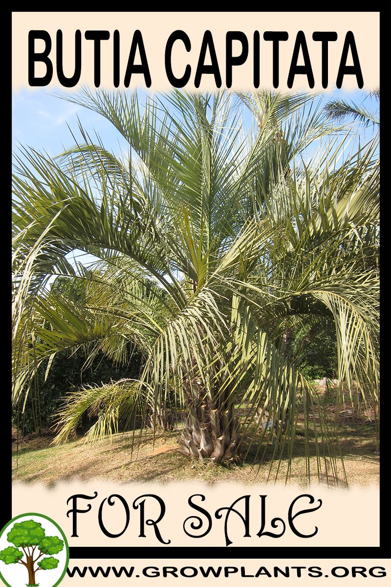 Butia capitata for sale