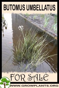 Butomus umbellatus for Sale: Pre-Purchase & Growing Guide Butomus umbellatus for sale
