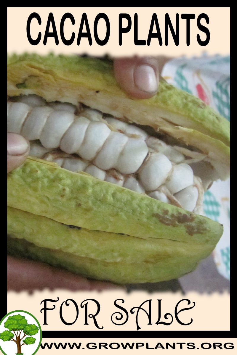 Cacao plants for sale