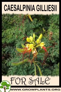 Caesalpinia gilliesii for sale