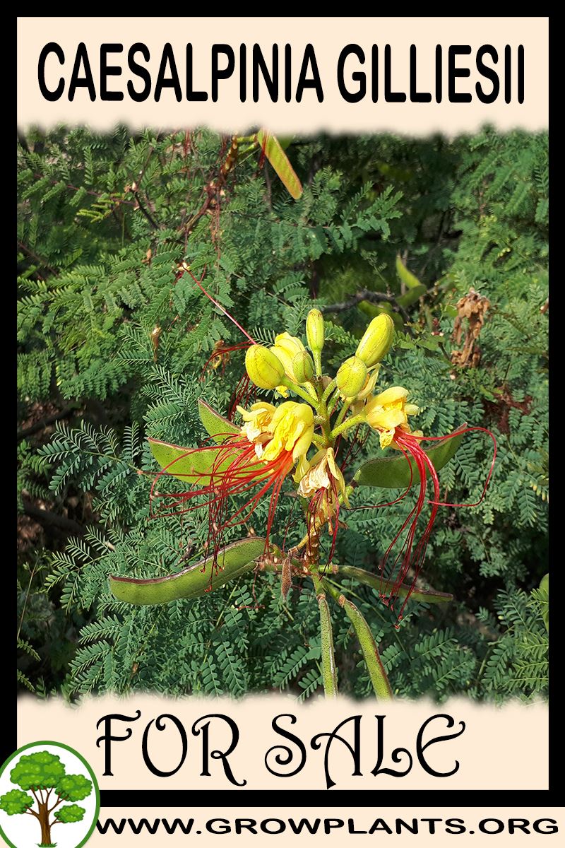 Caesalpinia gilliesii for sale