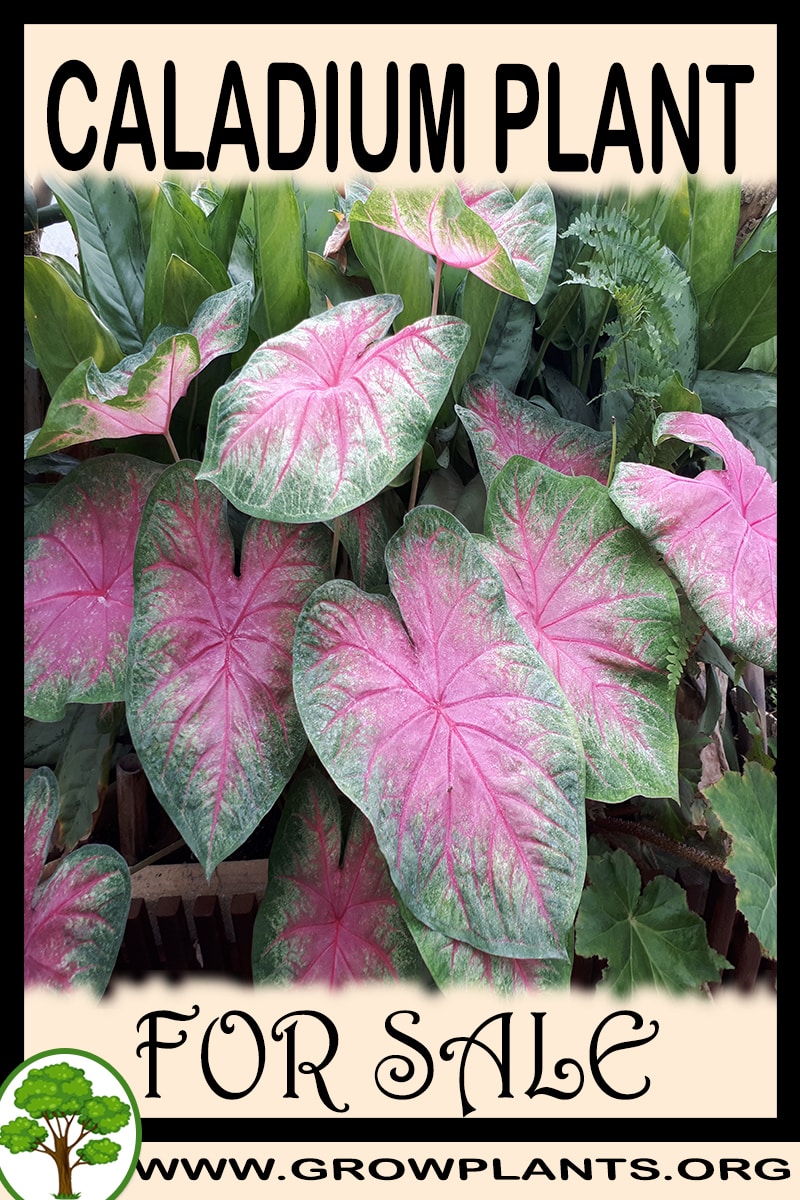 Caladium for sale