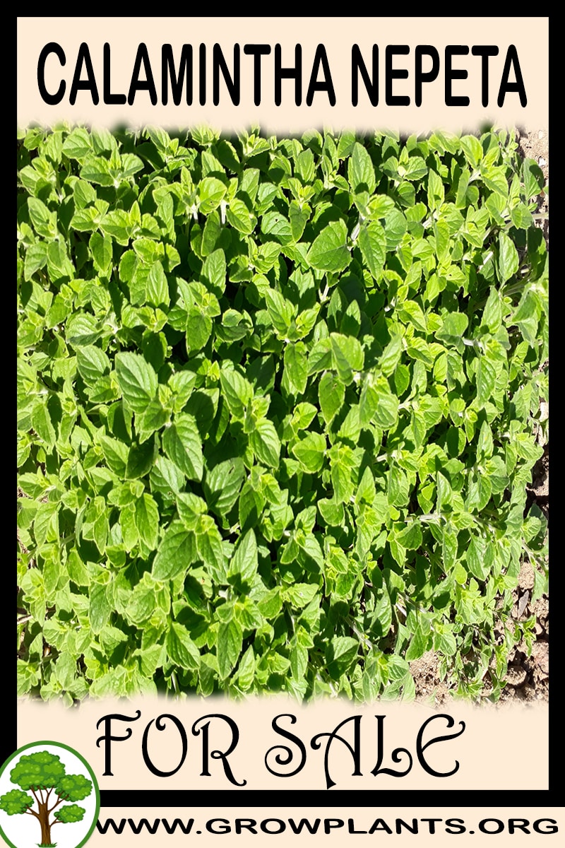 Calamintha nepeta for sale