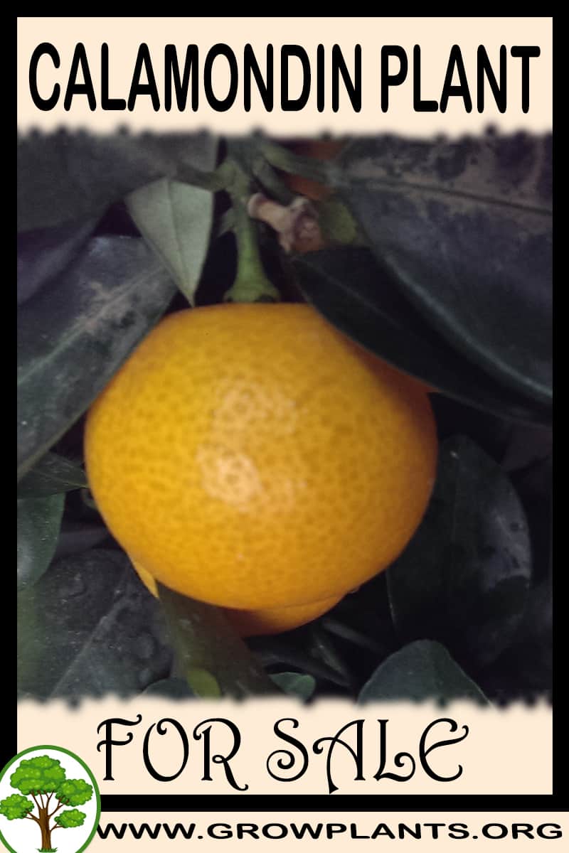 Calamondin plant for sale