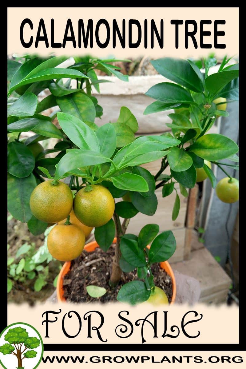 Calamondin tree for sale
