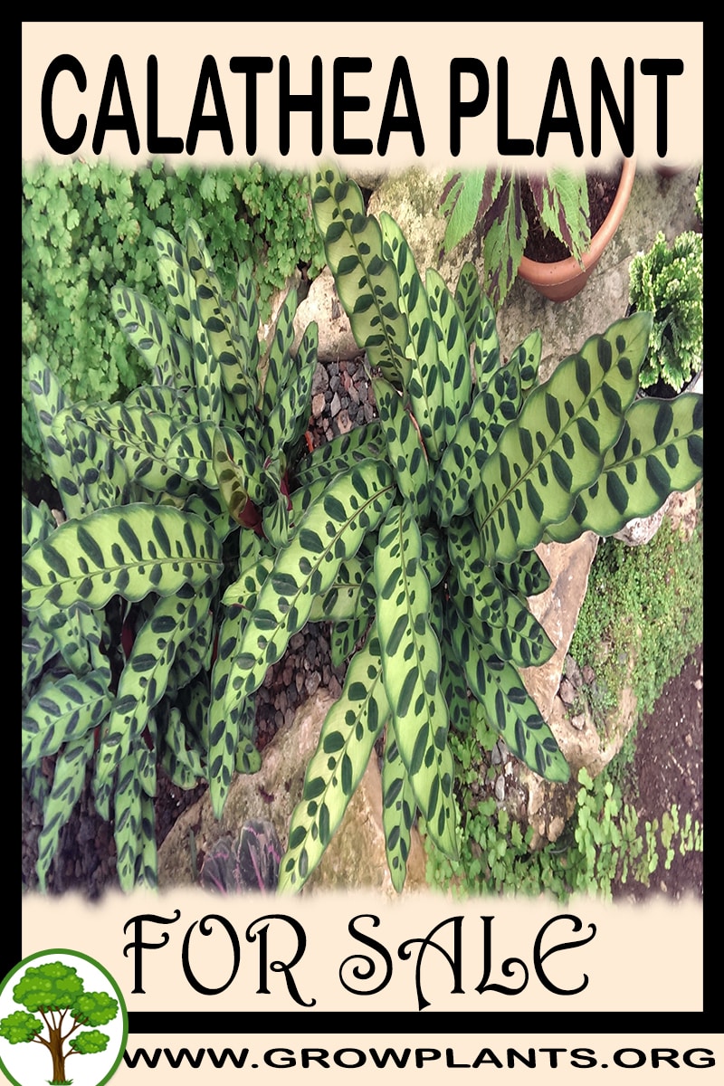 Calathea for sale