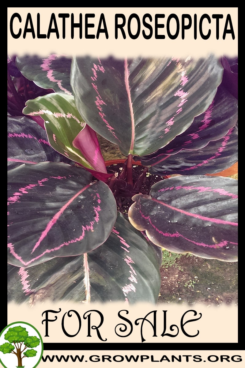 Calathea roseopicta for sale