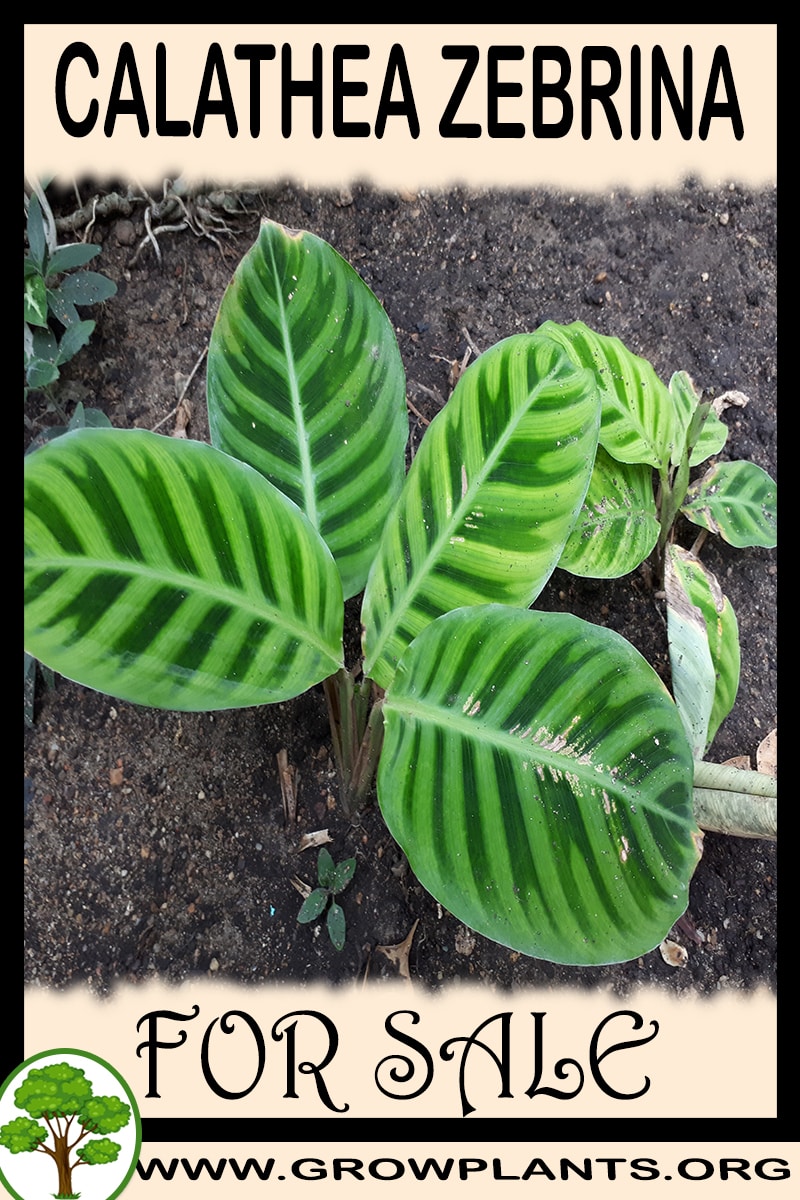 Calathea zebrina for sale