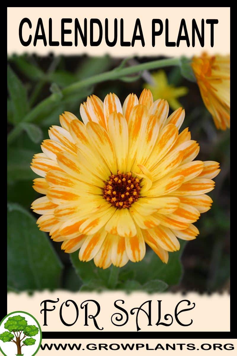 Calendula plant for sale