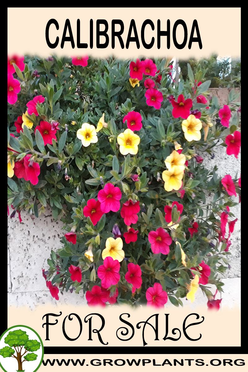 Calibrachoa for sale