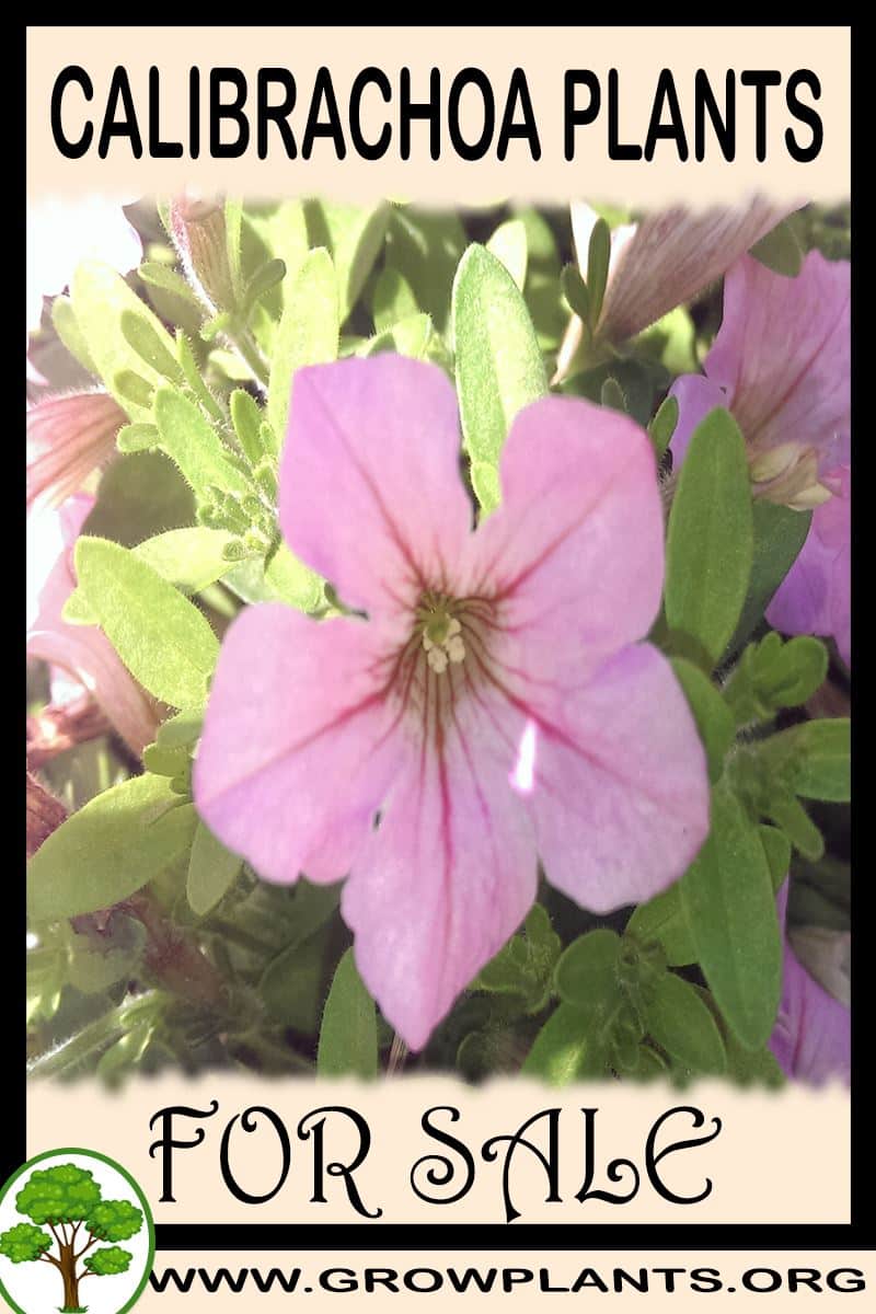 Calibrachoa plants for sale