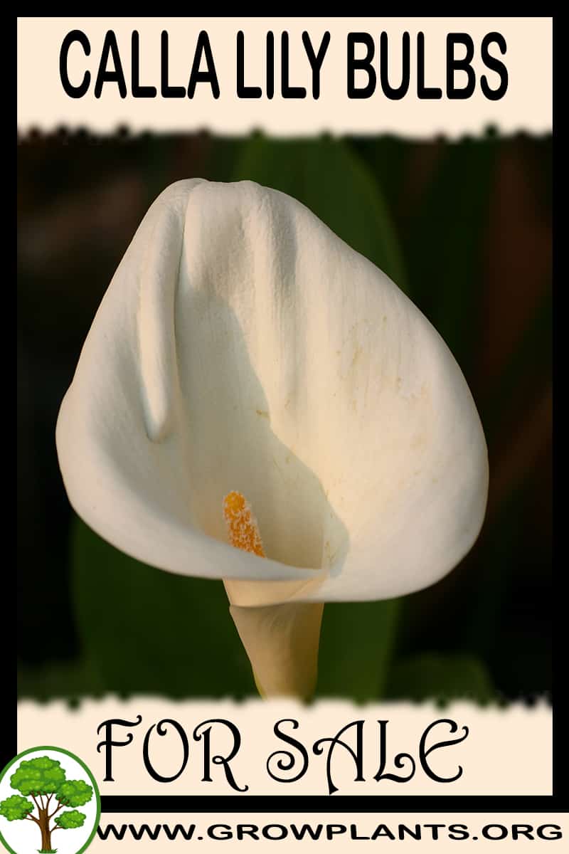 Calla lily bulbs for sale