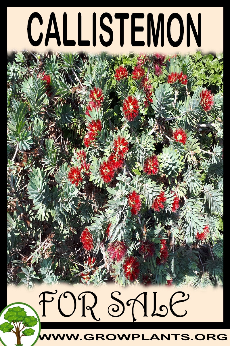 Callistemon for sale
