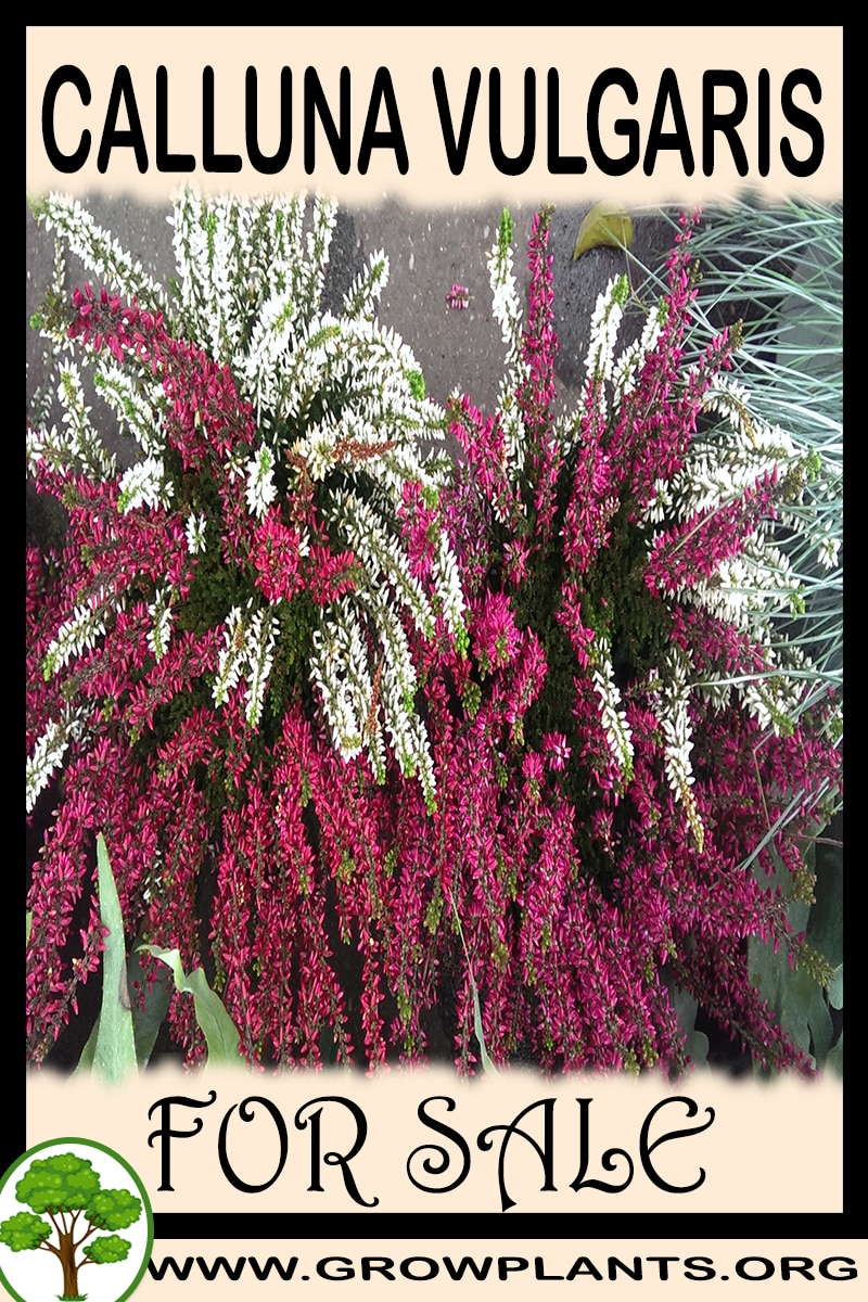 Calluna vulgaris for sale