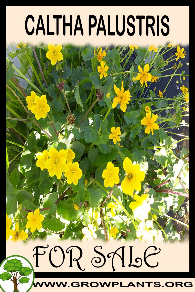 Caltha palustris for sale