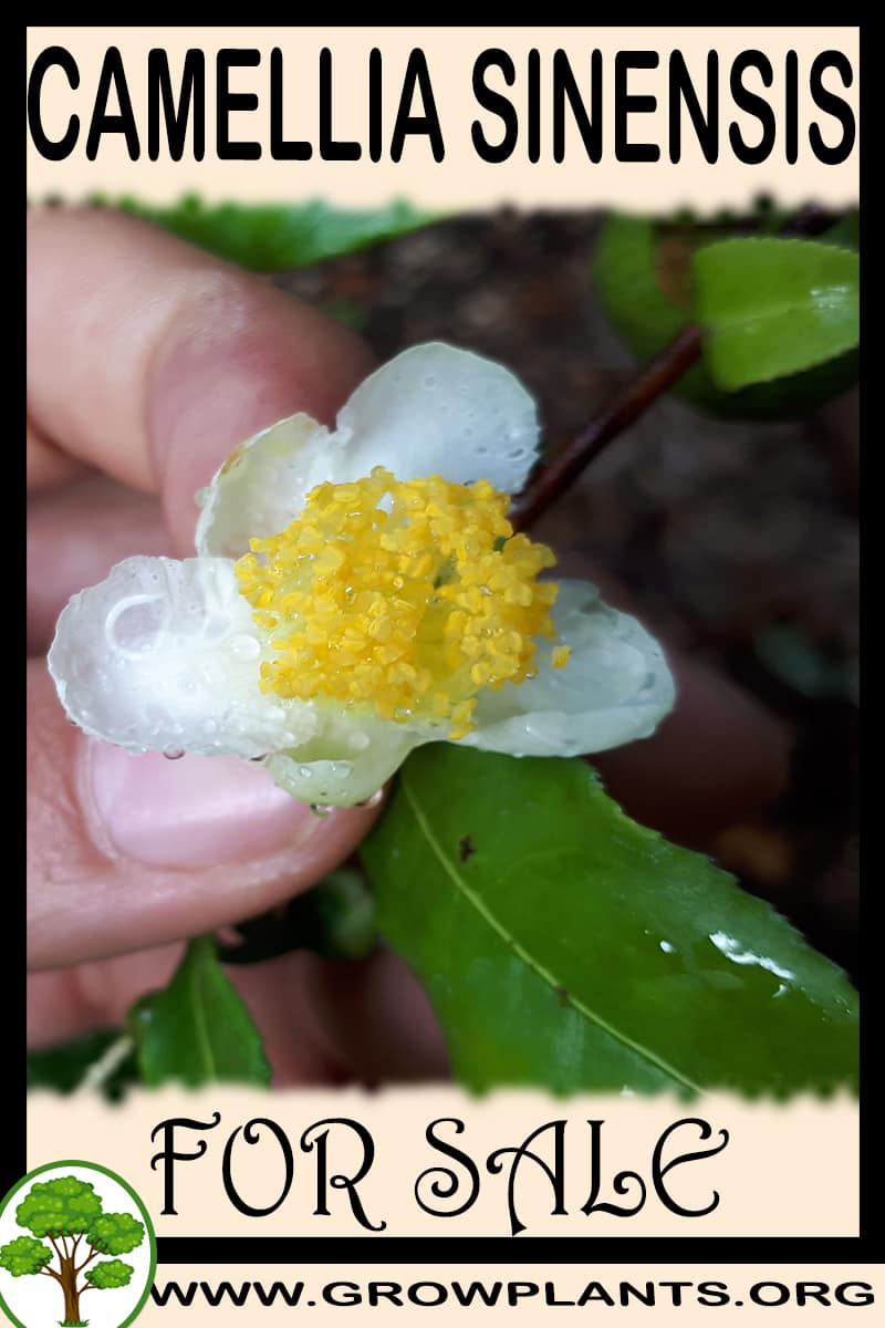 Camellia sinensis for sale