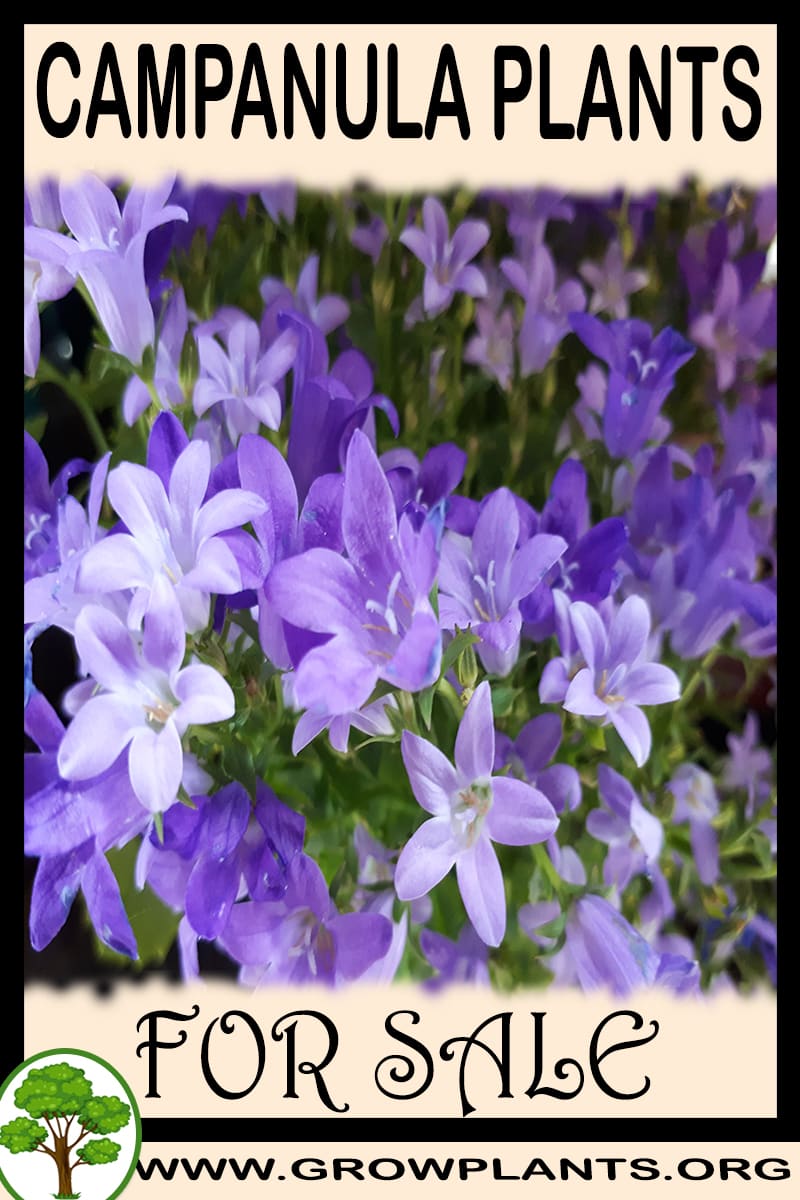 Campanula plants for sale