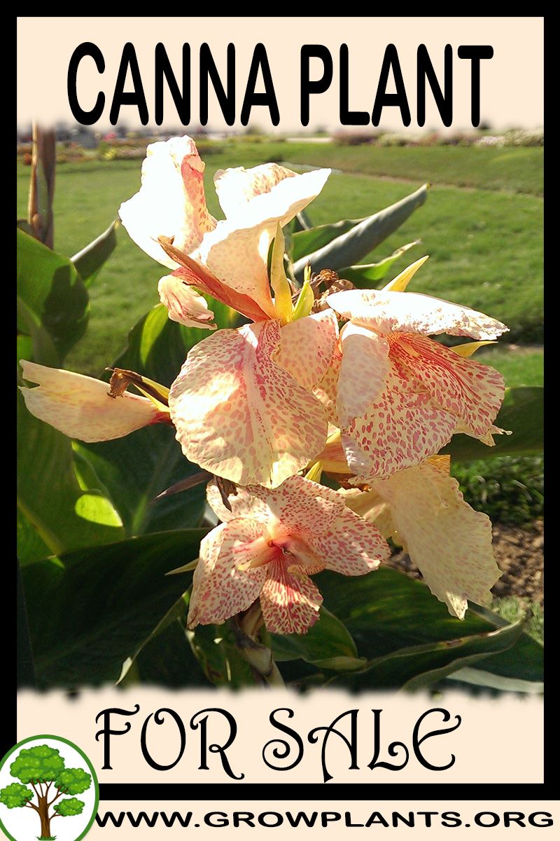Canna for sale