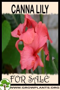 Canna lily for sale