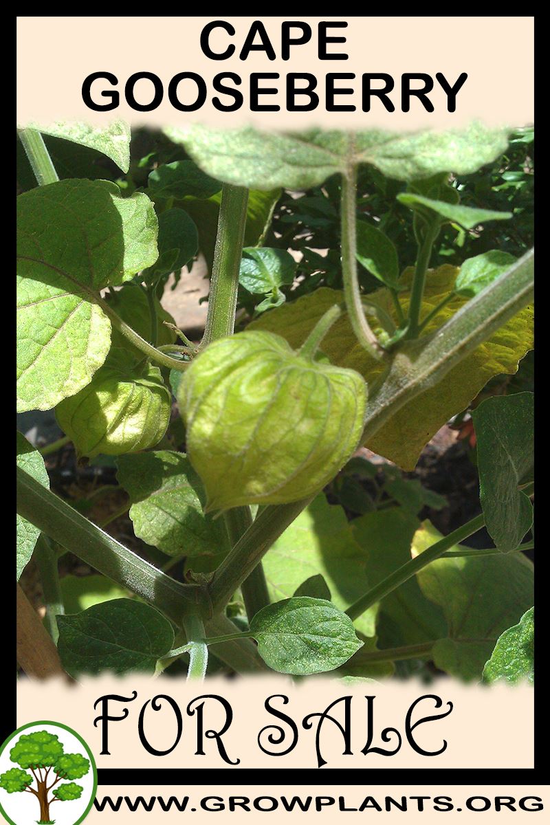 Cape gooseberry plants for sale