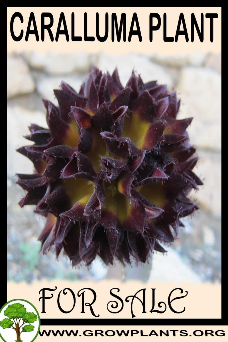 Caralluma for sale