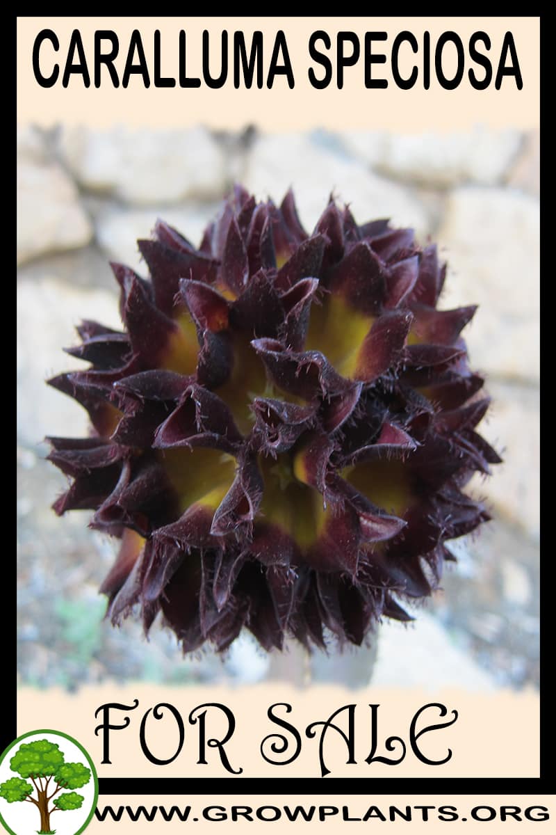 Caralluma speciosa for sale