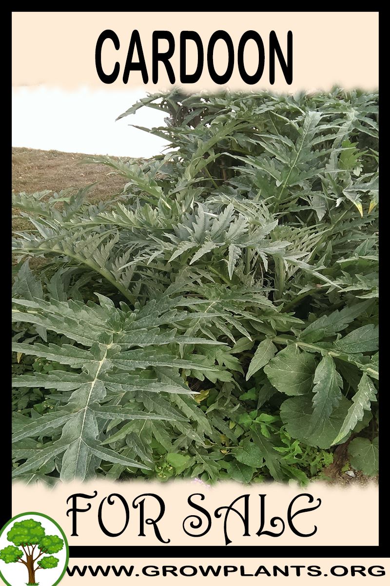 Cardoon for sale