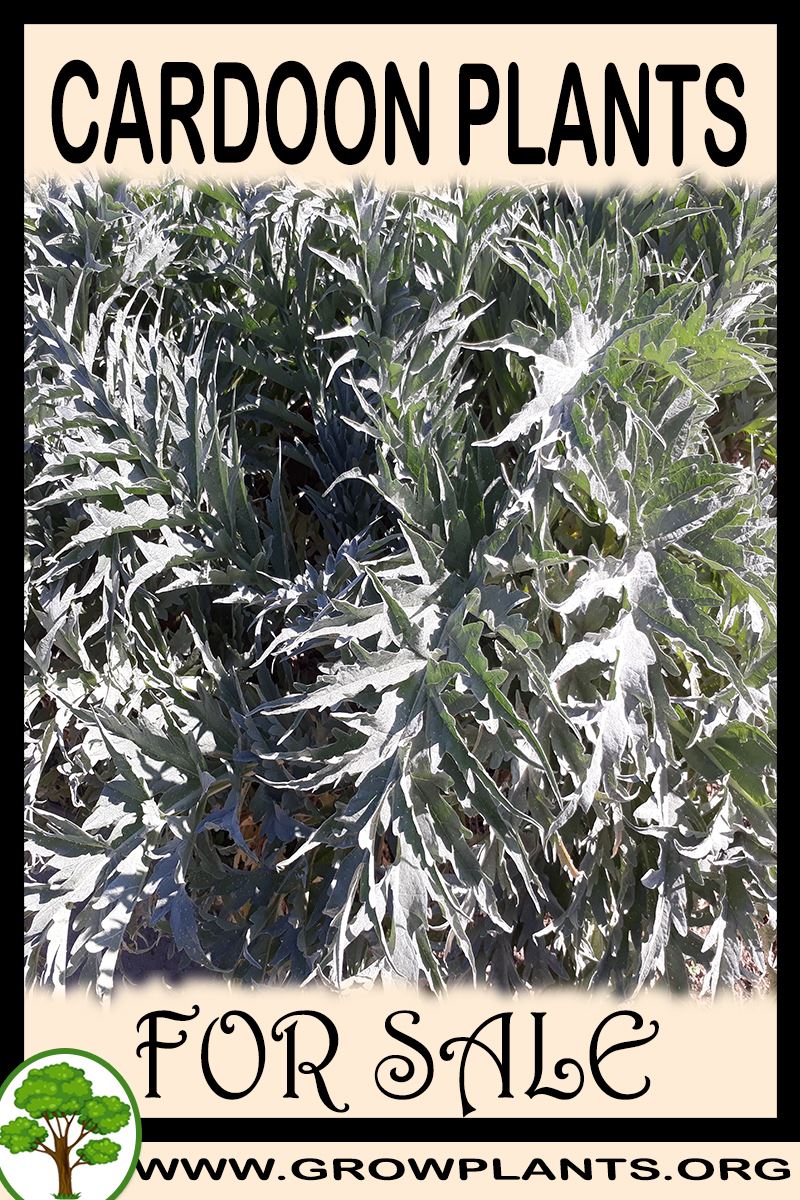 Cardoon plants for sale