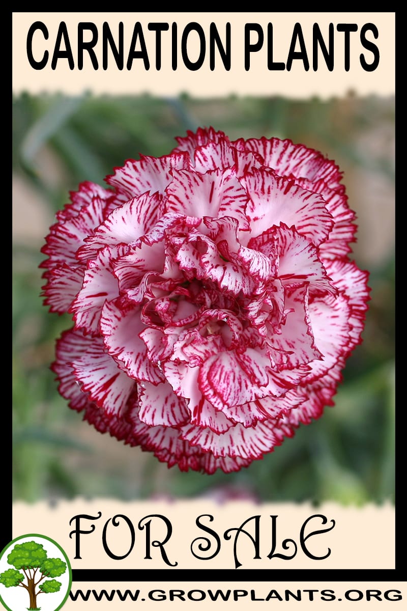 Carnation plants for sale