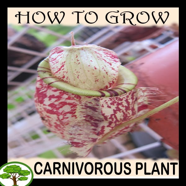 Carnivorous plant