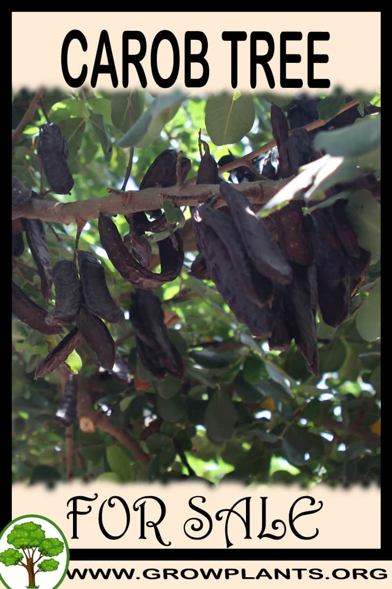 Carob tree for sale