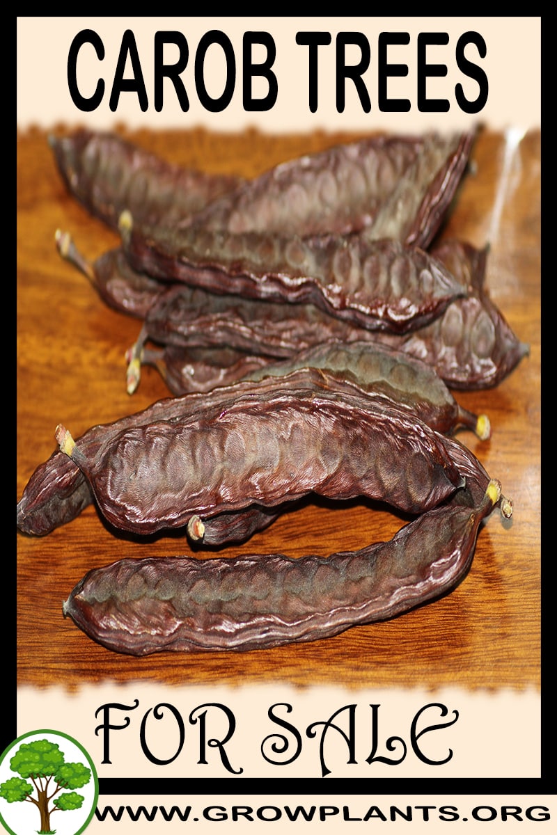 Carob trees for sale