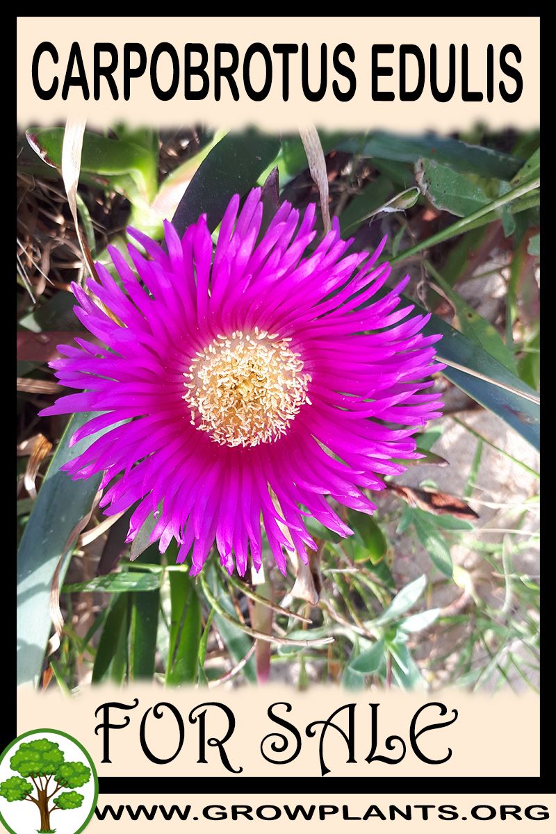Carpobrotus edulis for sale