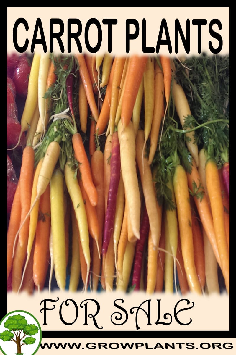 Carrot plants for sale