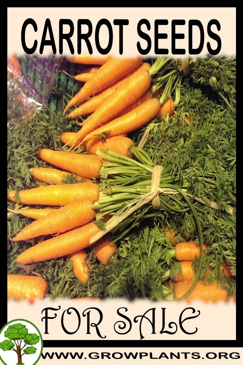 Carrot seeds for sale Grow plants