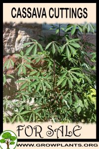 Cassava cuttings for sale