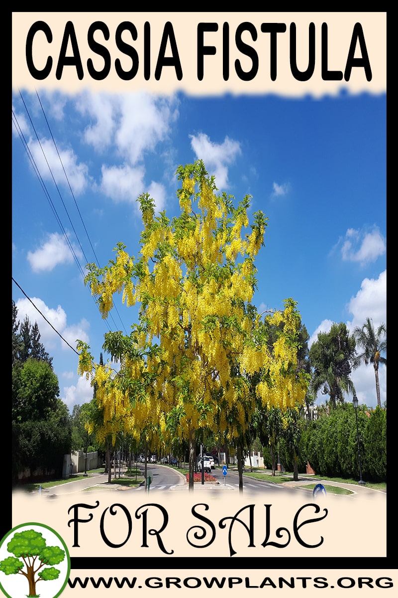 Cassia fistula for sale