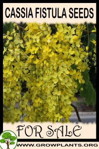 Cassia fistula seeds for Sale: Pre-Purchase & Growing Guide Cassia fistula seeds for sale