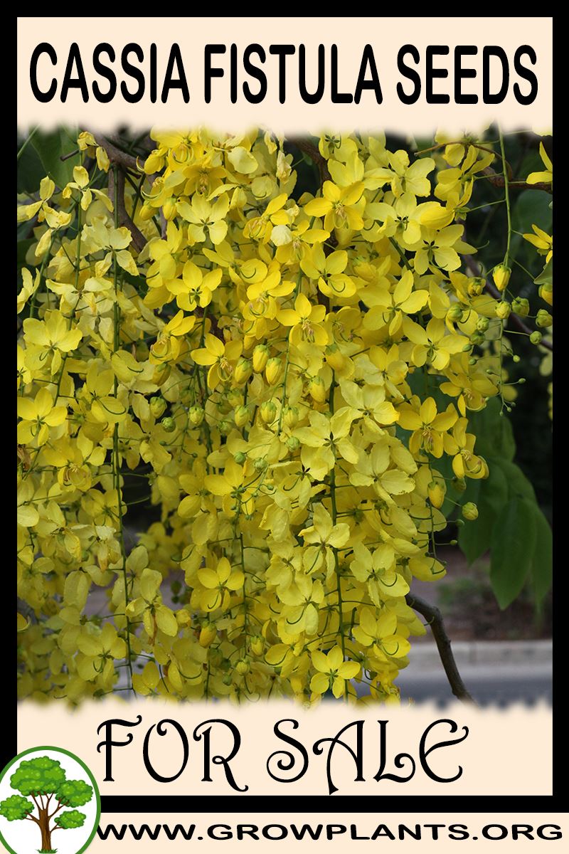 Cassia fistula seeds for sale