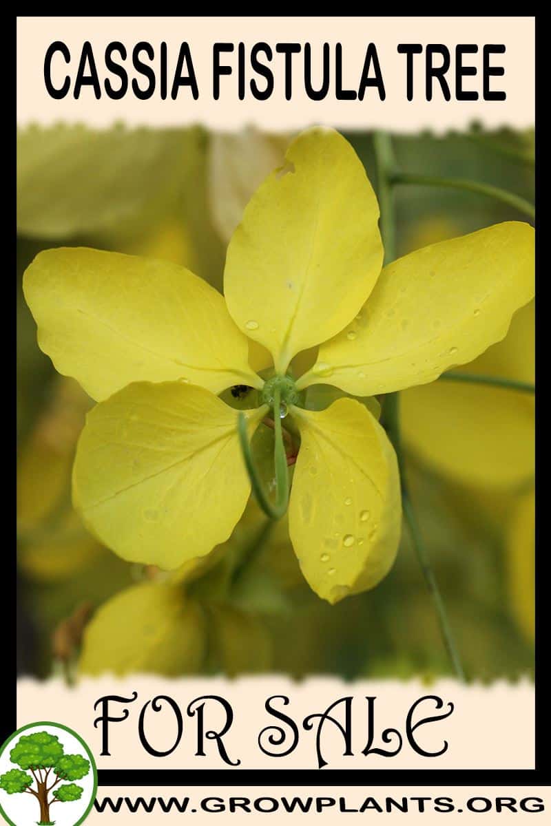 Cassia fistula tree for sale
