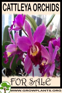 Cattleya orchids for Sale: Pre-Purchase & Growing Guide Cattleya orchids for sale