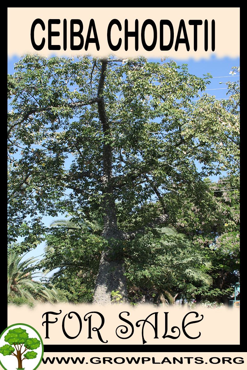 Ceiba chodatii for sale