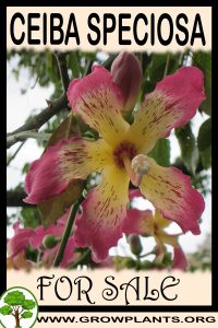 Ceiba speciosa for sale