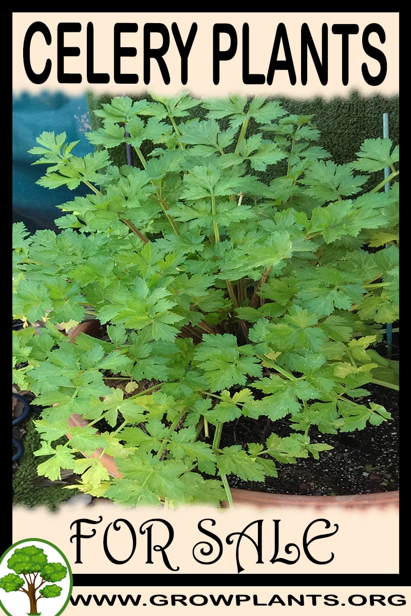 Celery plants for sale