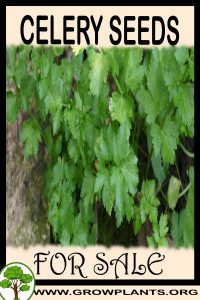 Celery seeds for sale