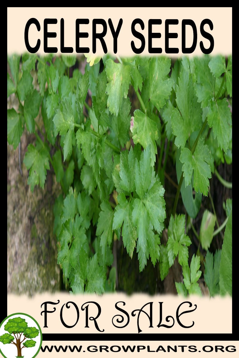 Celery seeds for sale