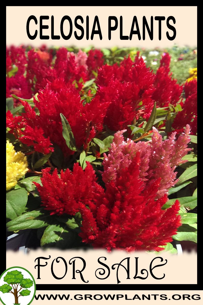 Celosia plants for sale