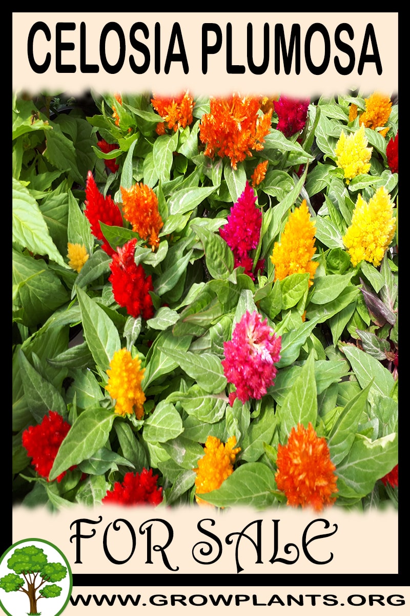 Celosia plumosa for sale