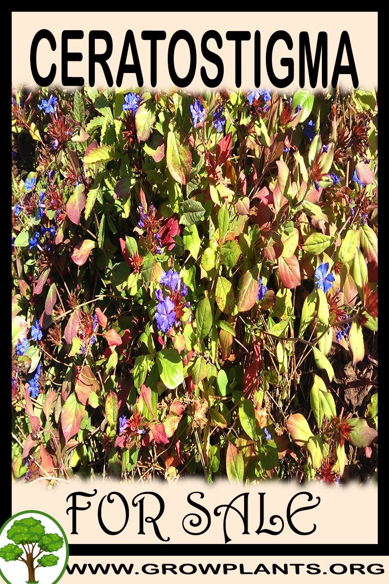 Ceratostigma for sale