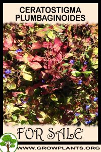 Ceratostigma plumbaginoides for Sale: Pre-Purchase & Growing Guide Ceratostigma plumbaginoides for sale